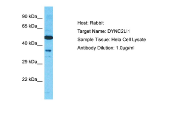 DYNC2LI1 Rabbit Polyclonal Antibody