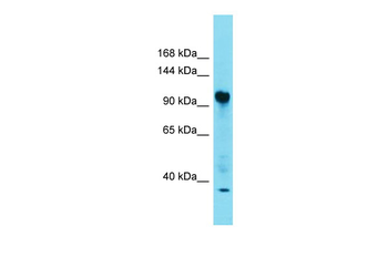 FAM91A1 Rabbit Polyclonal Antibody