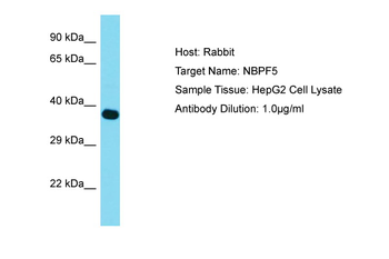 NBPF6 Rabbit Polyclonal Antibody