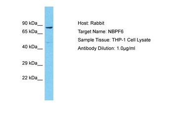 NBPF6 Rabbit Polyclonal Antibody