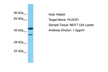 PLSCR1 Rabbit Polyclonal Antibody