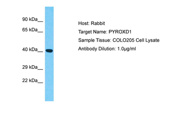 PYROXD1 Rabbit Polyclonal Antibody