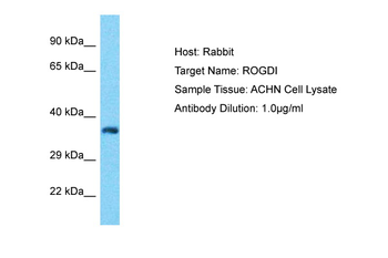 ROGDI Rabbit Polyclonal Antibody