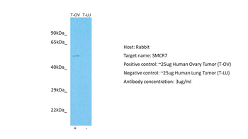 MIEF2 Rabbit Polyclonal Antibody