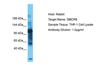 SMCR8 Rabbit Polyclonal Antibody
