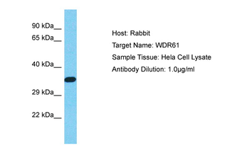 WDR61 Rabbit Polyclonal Antibody