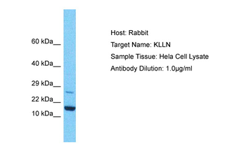 KLLN Rabbit Polyclonal Antibody