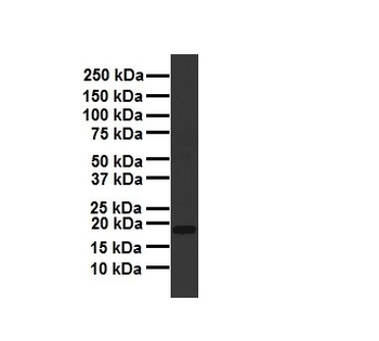 ARF6 Rabbit Polyclonal Antibody