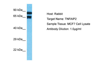 TNFAIP2 Rabbit Polyclonal Antibody