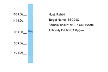 SEC24C Rabbit Polyclonal Antibody