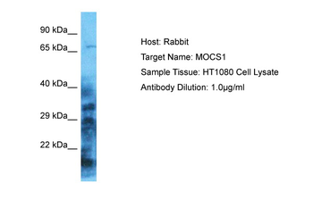 MOCS1 Rabbit Polyclonal Antibody