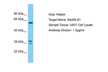 KAZALD1 Rabbit Polyclonal Antibody
