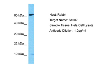 S100Z Rabbit Polyclonal Antibody