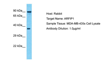 ARFIP1 Rabbit Polyclonal Antibody