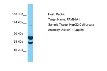 FAM91A1 Rabbit Polyclonal Antibody