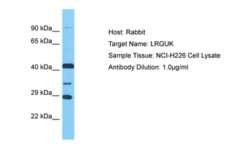 LRGUK Rabbit Polyclonal Antibody