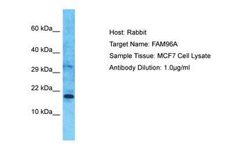 CIAO2A Rabbit Polyclonal Antibody