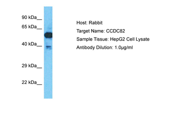 CCDC82 Rabbit Polyclonal Antibody