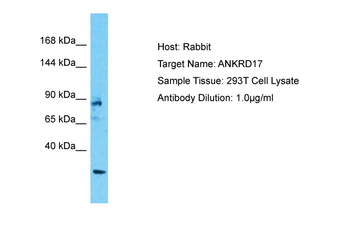 ANKRD17 Rabbit Polyclonal Antibody