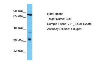 CD6 Rabbit Polyclonal Antibody