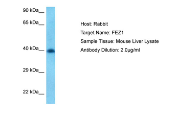 FEZ1 Rabbit Polyclonal Antibody