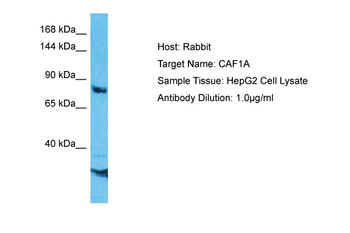 CHAF1A Rabbit Polyclonal Antibody