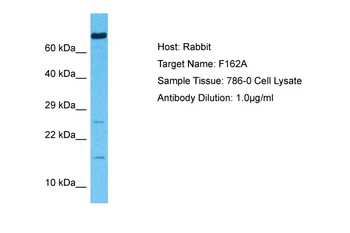 FAM162A Rabbit Polyclonal Antibody
