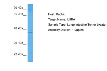 IL5RA Rabbit Polyclonal Antibody