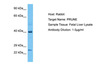 PRUNE1 Rabbit Polyclonal Antibody