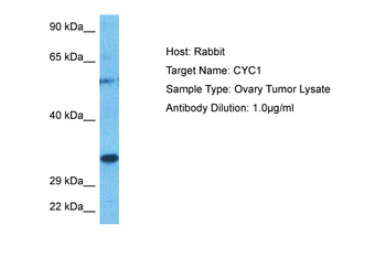 CYC1 Rabbit Polyclonal Antibody