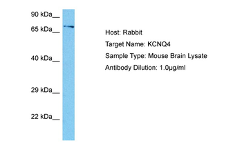 KCNQ4 Rabbit Polyclonal Antibody