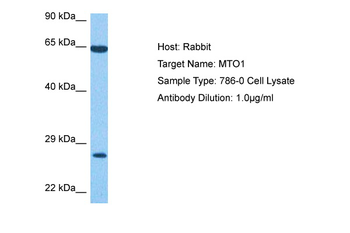 MTO1 Rabbit Polyclonal Antibody