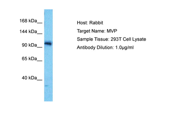 MVP Rabbit Polyclonal Antibody