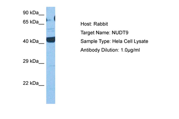 NUDT9 Rabbit Polyclonal Antibody