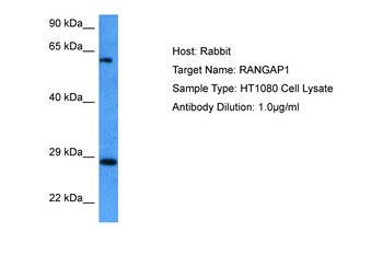 RANGAP1 Rabbit Polyclonal Antibody