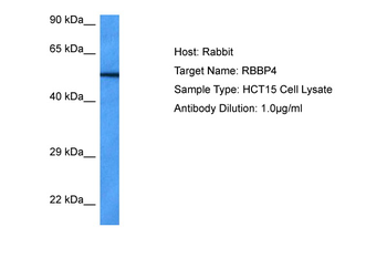 RBBP4 Rabbit Polyclonal Antibody