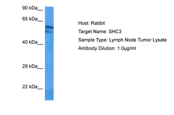SHC3 Rabbit Polyclonal Antibody