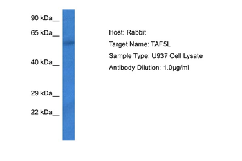 TAF5L Rabbit Polyclonal Antibody