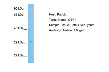 POU2AF1 Rabbit Polyclonal Antibody