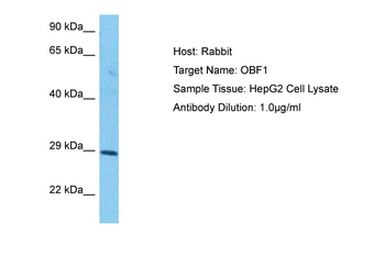 POU2AF1 Rabbit Polyclonal Antibody