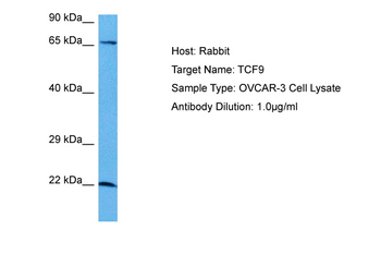 GCFC2 Rabbit Polyclonal Antibody