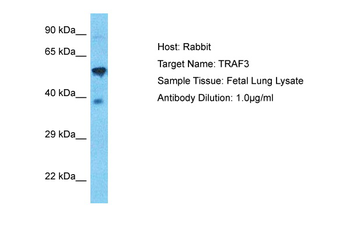 TRAF3 Rabbit Polyclonal Antibody