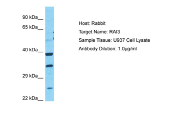 GPRC5A Rabbit Polyclonal Antibody