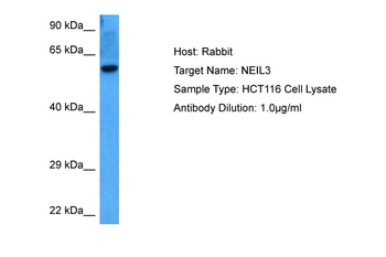 NEIL3 Rabbit Polyclonal Antibody