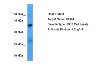SLTM Rabbit Polyclonal Antibody