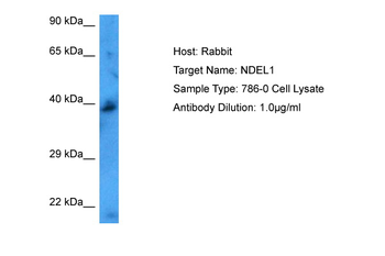 NDEL1 Rabbit Polyclonal Antibody