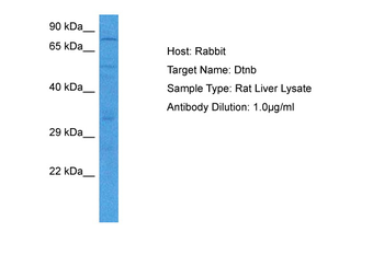 DTNB Rabbit Polyclonal Antibody