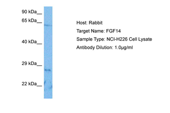 FGF14 Rabbit Polyclonal Antibody