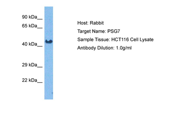 PSG7 Rabbit Polyclonal Antibody