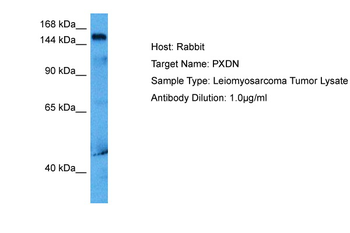 PXDN Rabbit Polyclonal Antibody